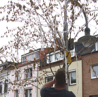 Ein junger Mann nimmt den Maibaum herunter