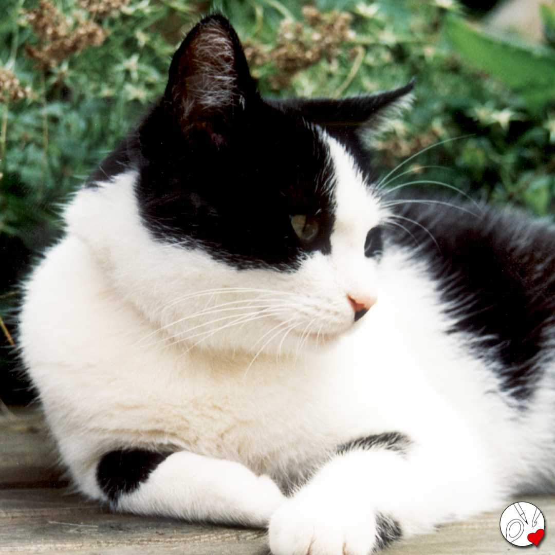 schwarz-weiße Katze im Garten
