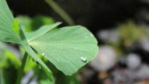 Wassertropfen auf einem vierblättrigen Kleefarn (Marsilea quadrifolia)