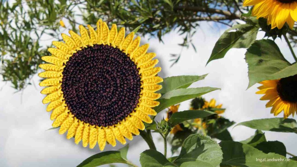 Ein Sonnenblumentopflappen ist in ein Bild mit Sonnenblumen eingefügt